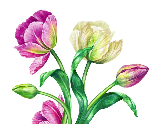 Tulipanes acuarela, ilustración botánica, aislado sobre fondo blanco — Foto de Stock