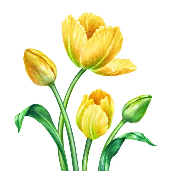 Watercolor yellow tulips, botanical illustration, isolated on white background — Stock Photo, Image