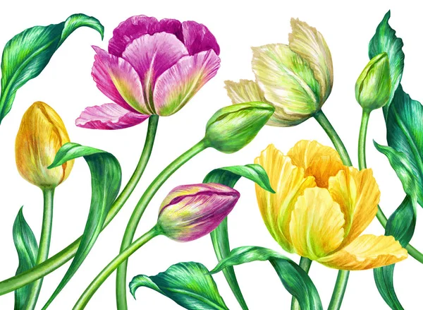 Acquerello tulipani, illustrazione botanica, isolato su sfondo bianco — Foto Stock
