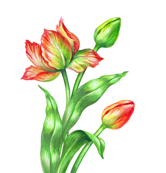 Watercolor red tulips, botanical illustration, isolated on white — Stock Photo, Image