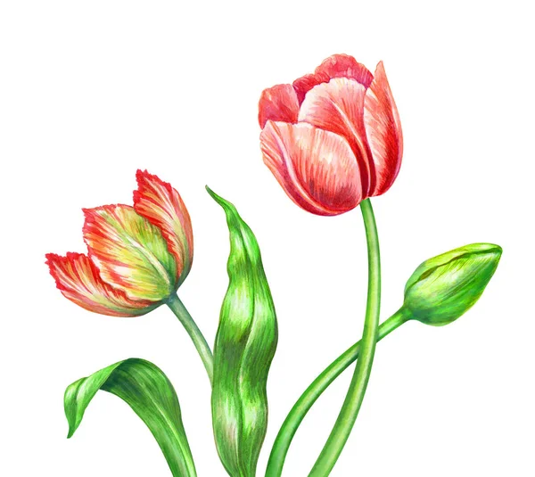 Watercolor red tulips, botanical illustration, isolated on white — Stock Photo, Image