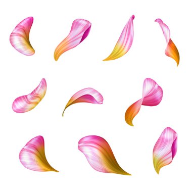 pink flower petals, botanical illustration, floral clip art isolated on white background clipart