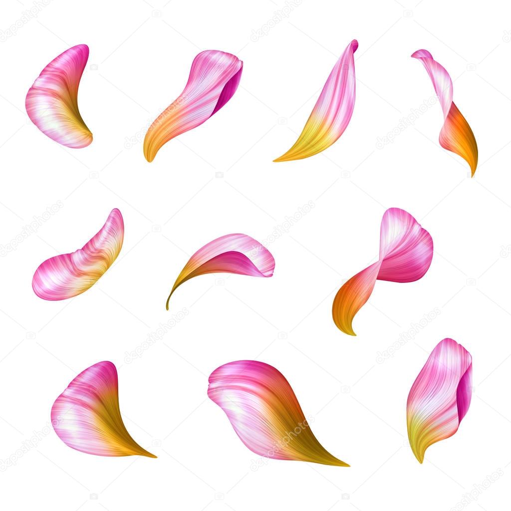 pink flower petals, botanical illustration, floral clip art isolated on white background