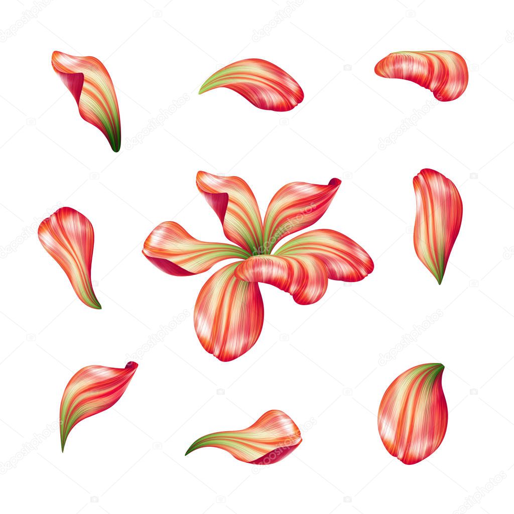 red flower petals, botanical illustration, floral clip art isolated on white background