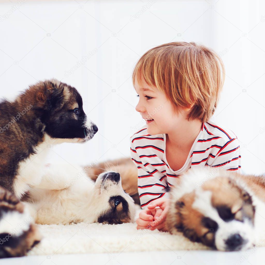 happy kid playing with cute puppies at home