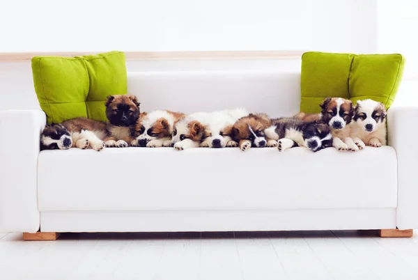 Retrato de nueve cachorros de pastor caucásicos más lindos acostados en fila en el sofá en casa — Foto de Stock