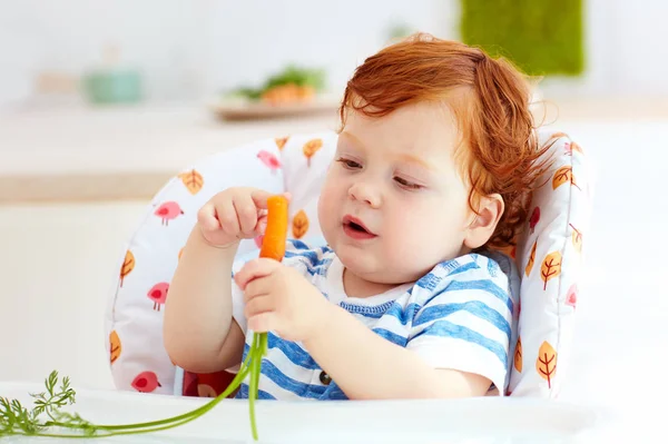 Bebê curioso comendo cenoura fresca enquanto sentado em cadeira alta na cozinha — Fotografia de Stock