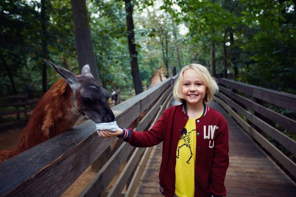 Erstaunt glücklicher kleiner Junge füttert Lama aus den Händen auf dem Tierhof, Zoo — Stockfoto