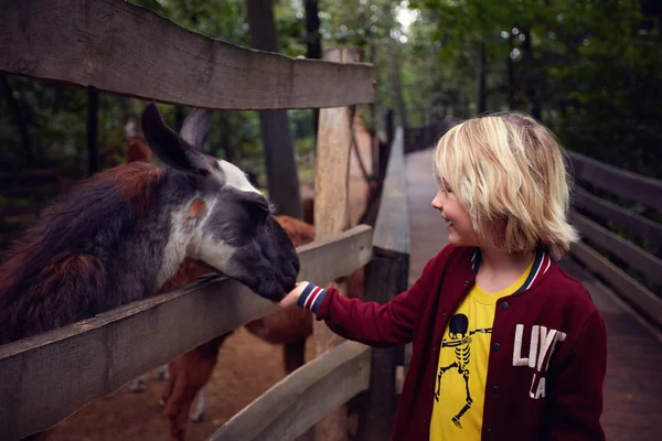 Förvånad glad ung pojke matar lama från händerna på djurfarmen, djurpark — Stockfoto