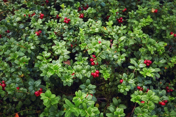 Seluruh halaman dari lingonberry matang dan segar di hutan, Vaccinium vitis-idaea — Stok Foto