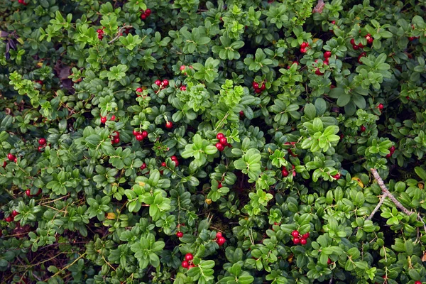 Der ganze Rasen aus reifen und frischen Preiselbeeren im Wald, Vaccinium vitis-idaea — Stockfoto