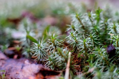 bahar yosunu yağmurdan sonra