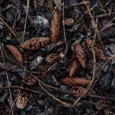 çam ve çam kozalakları