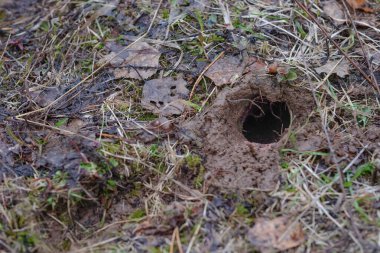  Bahçedeki fare deliği