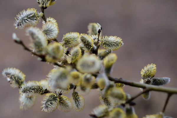 Salice Giallo Primavera — Foto Stock