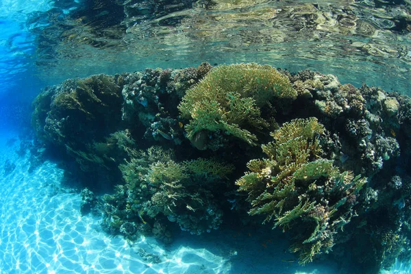 Arrecife de coral poco profundo — Foto de Stock