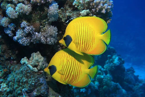 Arrecife de Coral Tropical — Foto de Stock