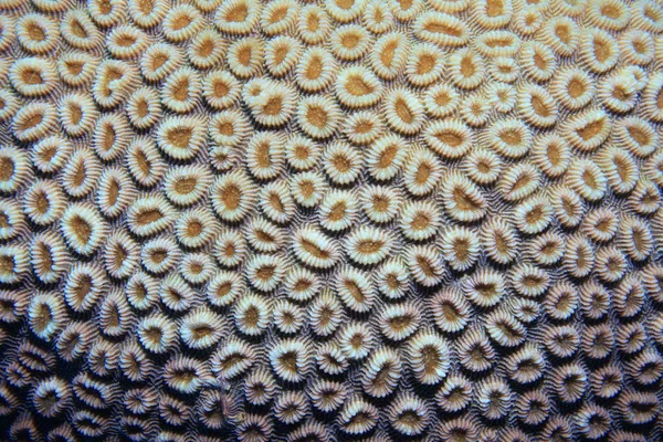 Close up van brein coral — Stockfoto