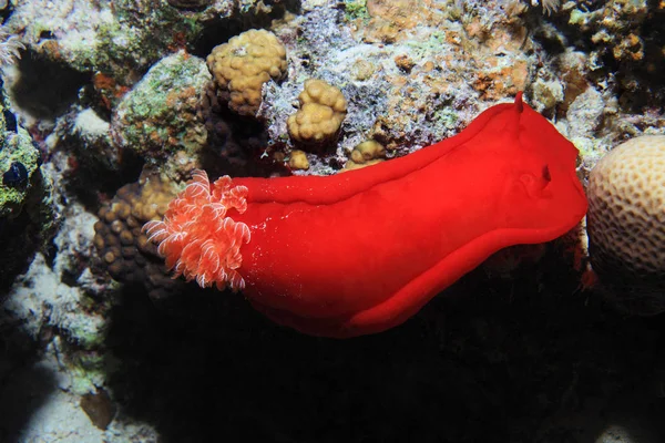 Ballerino spagnolo Nudibranch — Foto Stock