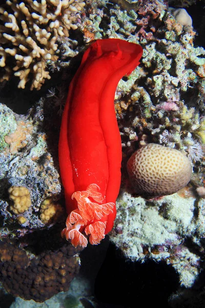 Spanish dancer nudibranch — Stock Photo, Image