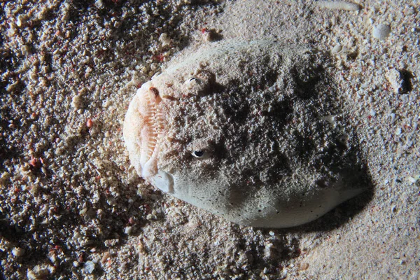 Dollfuss stargazer fish — Stock Photo, Image