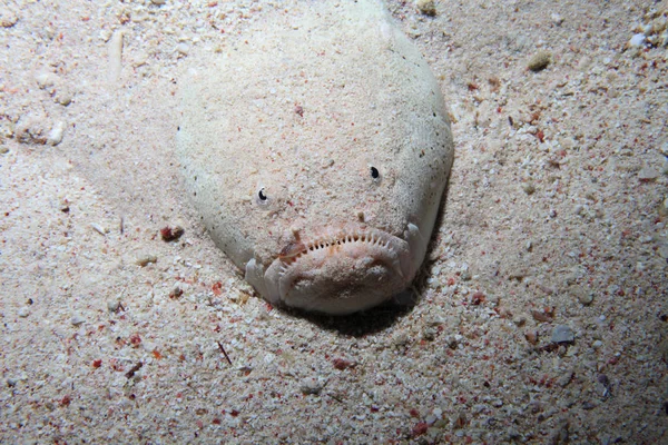 Dollfuss stargazer fish — Stock Photo, Image