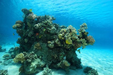 Tropikal Mercan Resifi 