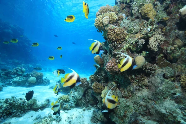 Тропічних кораловий риф — стокове фото