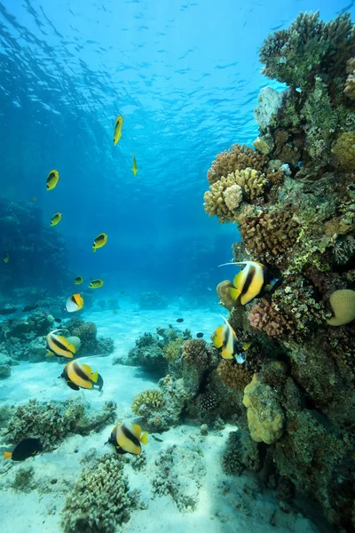 Arrecife de Coral Tropical — Foto de Stock