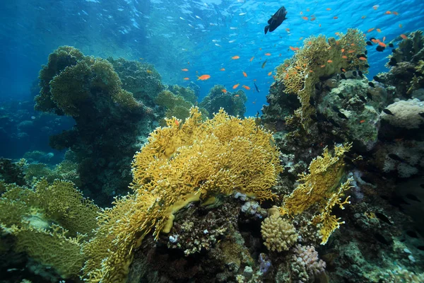 Corales de fuego en el arrecife de coral — Foto de Stock