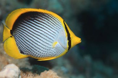 Blackbacked butterflyfish sualtı