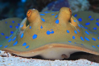 Bluespotted stingray sualtı