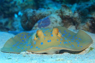 Bluespotted stingray sualtı