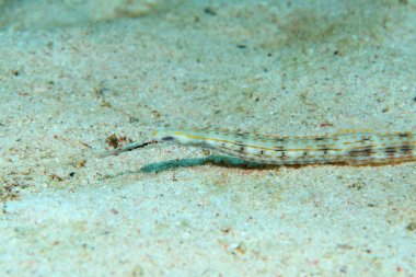 Schultz pipefish sualtı