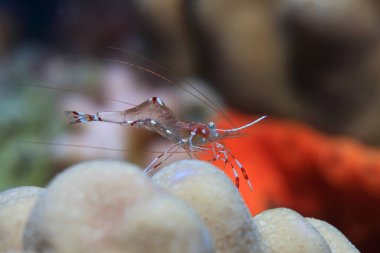 Bruun cleaning partner shrimp clipart