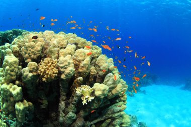 Tropikal mercan ve renkli balık