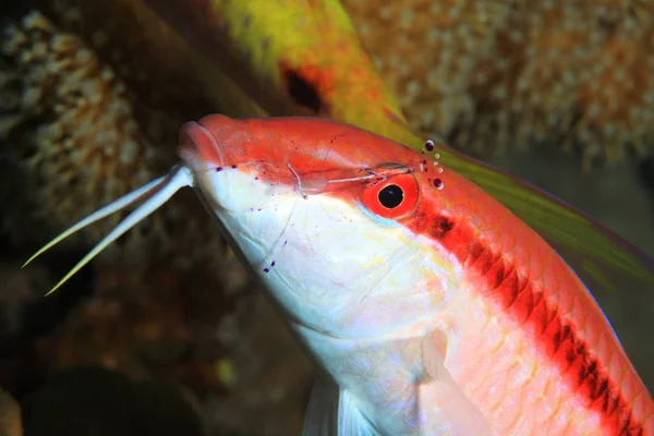 Chèvres à rayures rouges sous l'eau — Photo