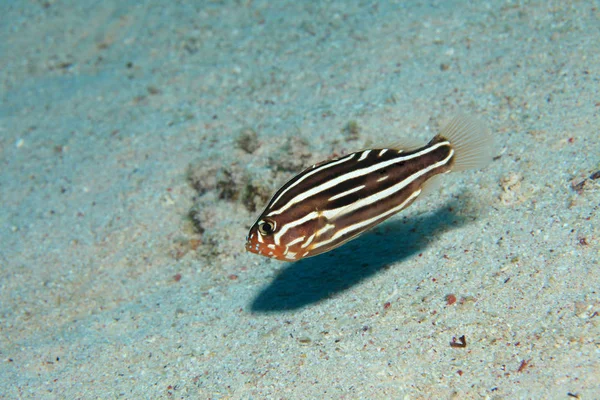 Полосатая мыльная рыба под водой — стоковое фото