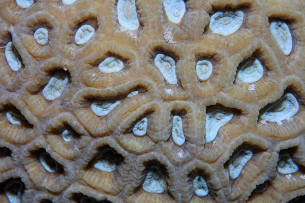 Крупный план колониальных каменистых кораллов — стоковое фото