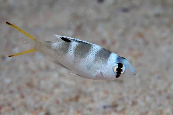 Peixe de Imperador patudo juvenil — Fotografia de Stock