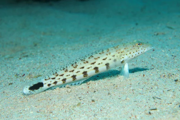 Skvrnitý sandperch ryba — Stock fotografie