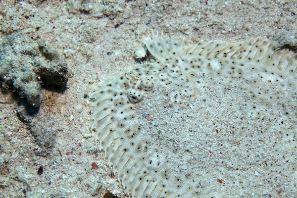 Moisés pescado único — Foto de Stock