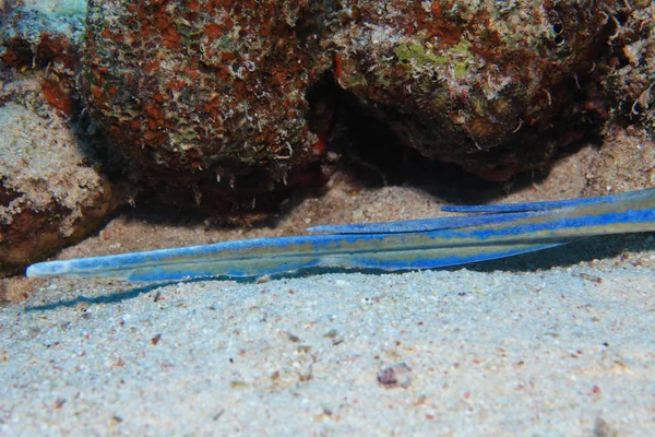 Raio de arrasto em vaso azul subaquático — Fotografia de Stock