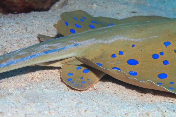 Подводный скат с голубыми горшками — стоковое фото