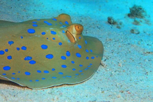 Bluespotted stingray onderwater — Stockfoto