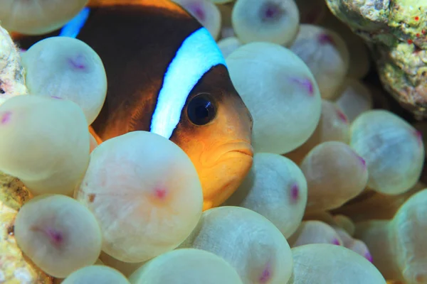 Ερυθρά θάλασσα anemonefish — Φωτογραφία Αρχείου