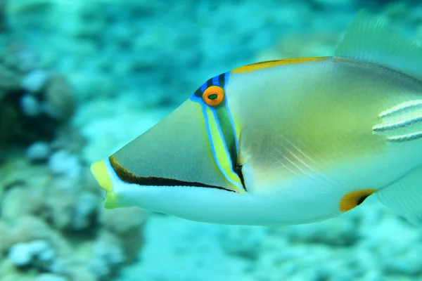 Picasso triggerfish subaquático — Fotografia de Stock