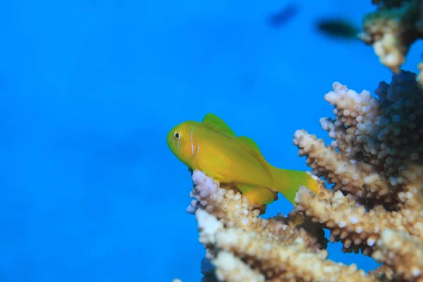 Lemon coral goby fisk — Stockfoto