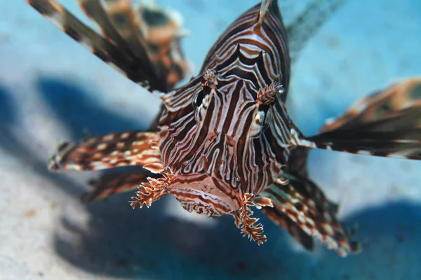 Gemeenschappelijke lionfish onderwater — Stockfoto