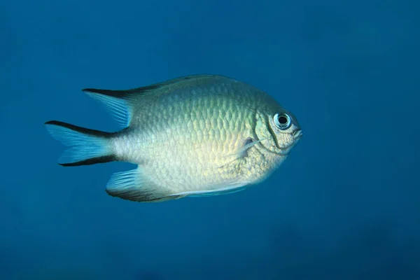 Whitebelly damsel fish — Stock Photo, Image